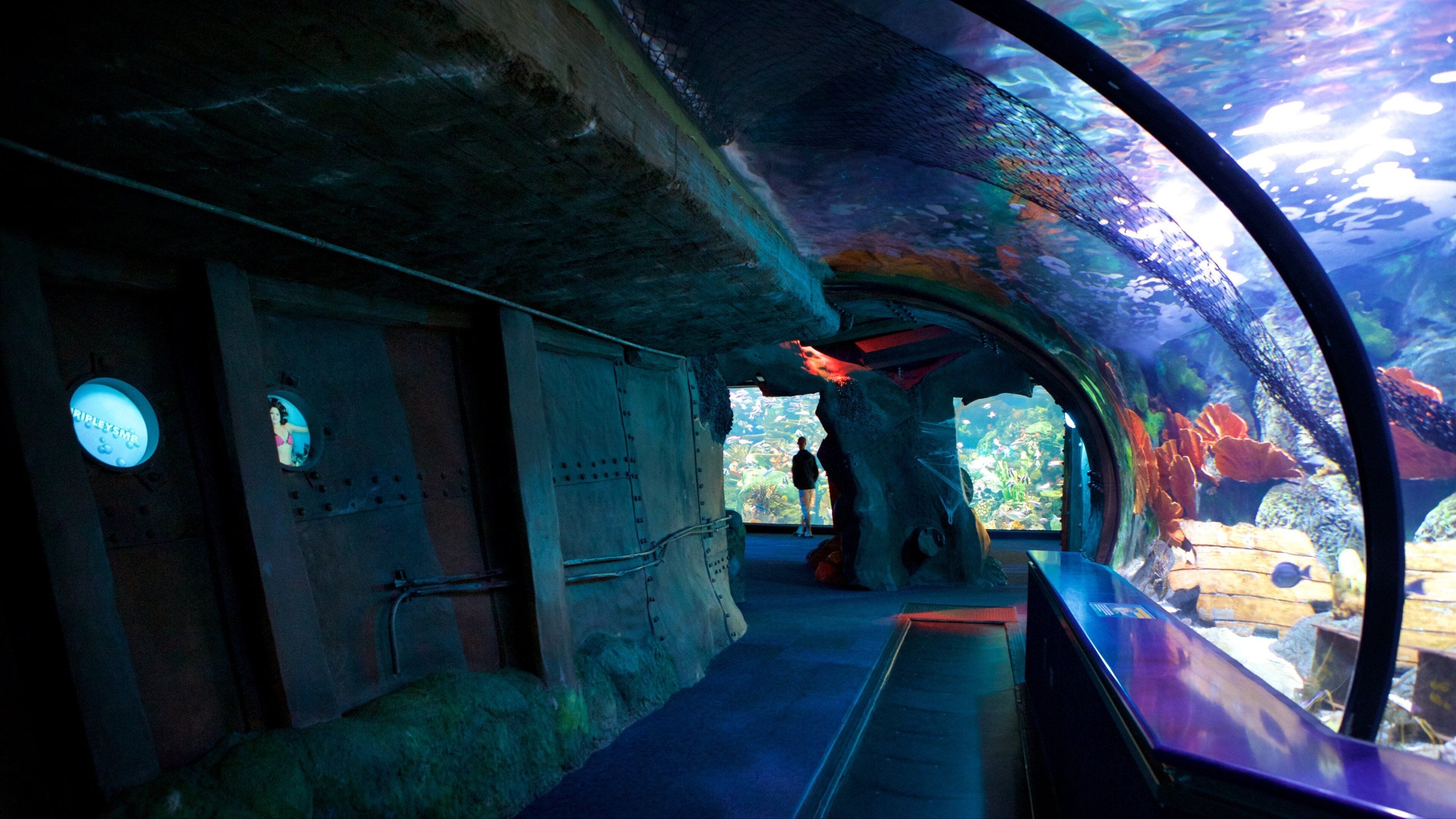 Ein Unterwassertunnel mit einer Glasbeobachtungsfläche, der Meereslebewesen und felsige Wände zeigt.
