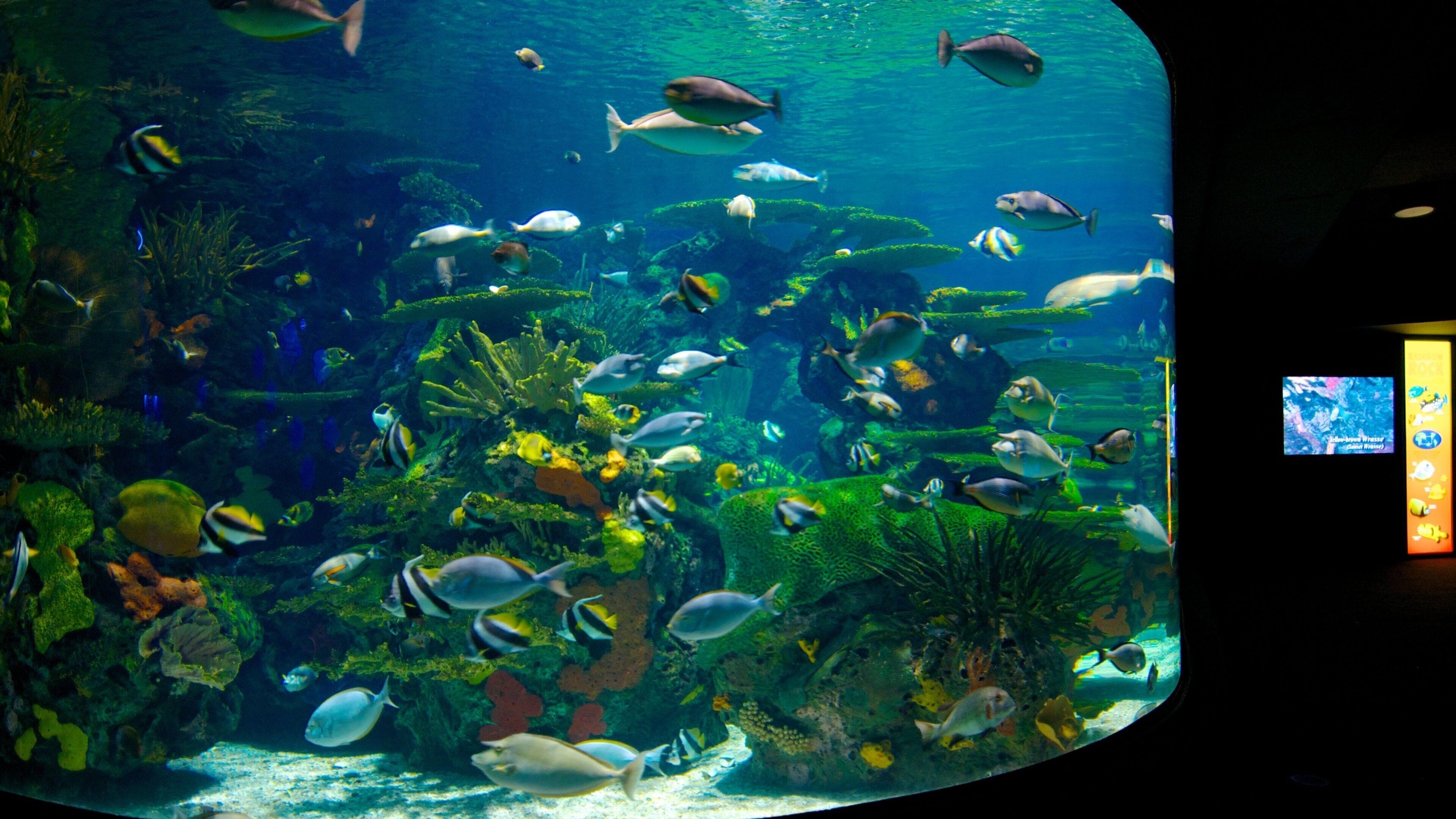 Ripley\'s Aquarium showing marine life and interior views