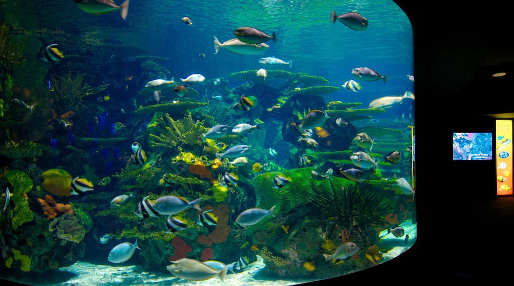 Ripley\'s Aquarium showing marine life and interior views