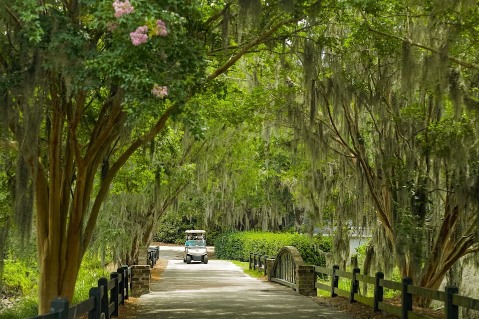 A pathway lined with trees and moss-covered branches, leading to a building.