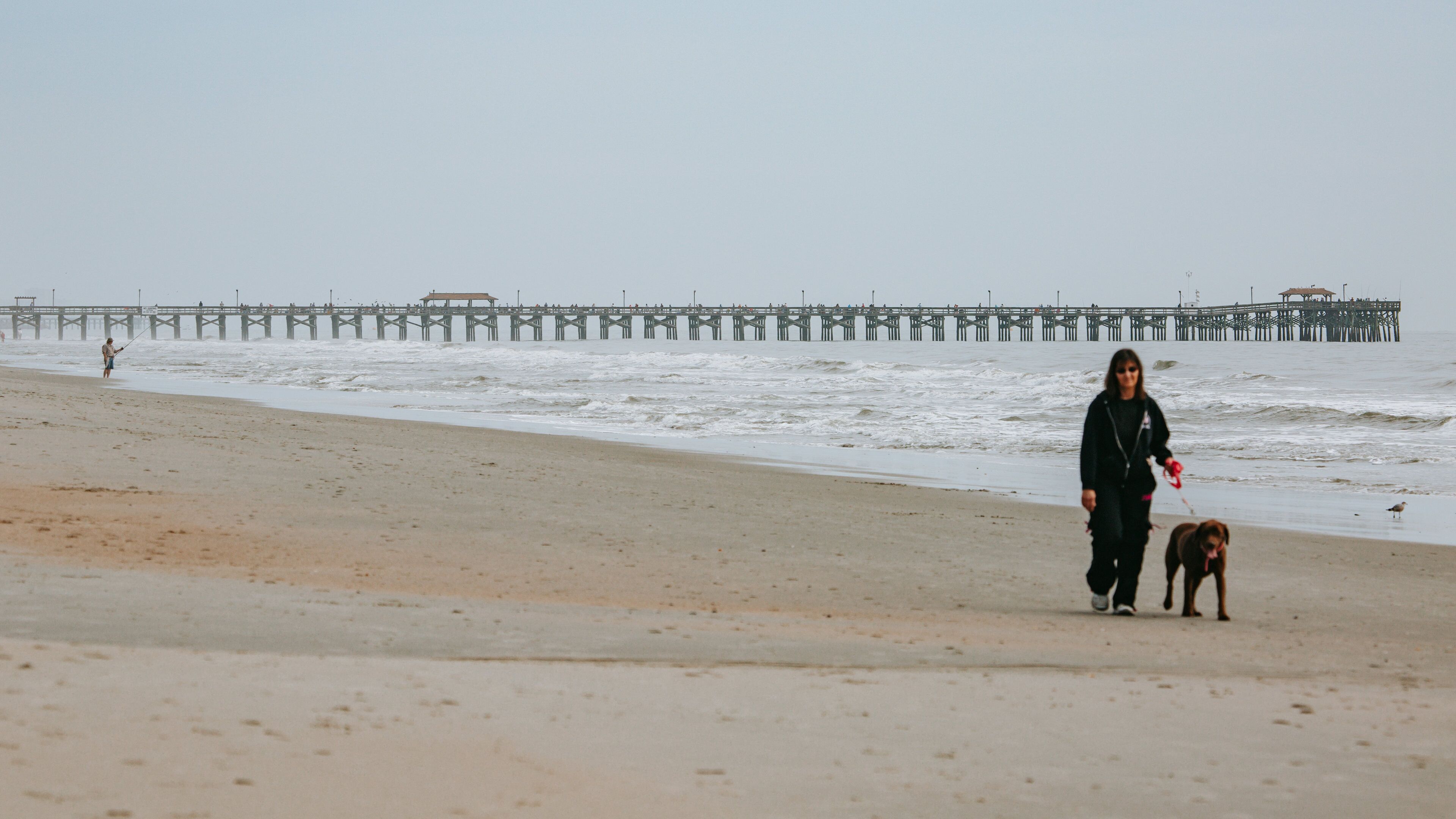 Myrtle Beach State Park showing general coastal views, a sandy beach and cuddly or friendly animals