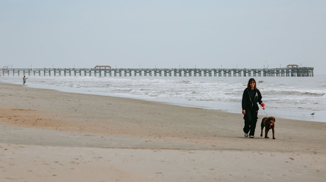 Myrtle Beach State Park showing general coastal views, a sandy beach and cuddly or friendly animals