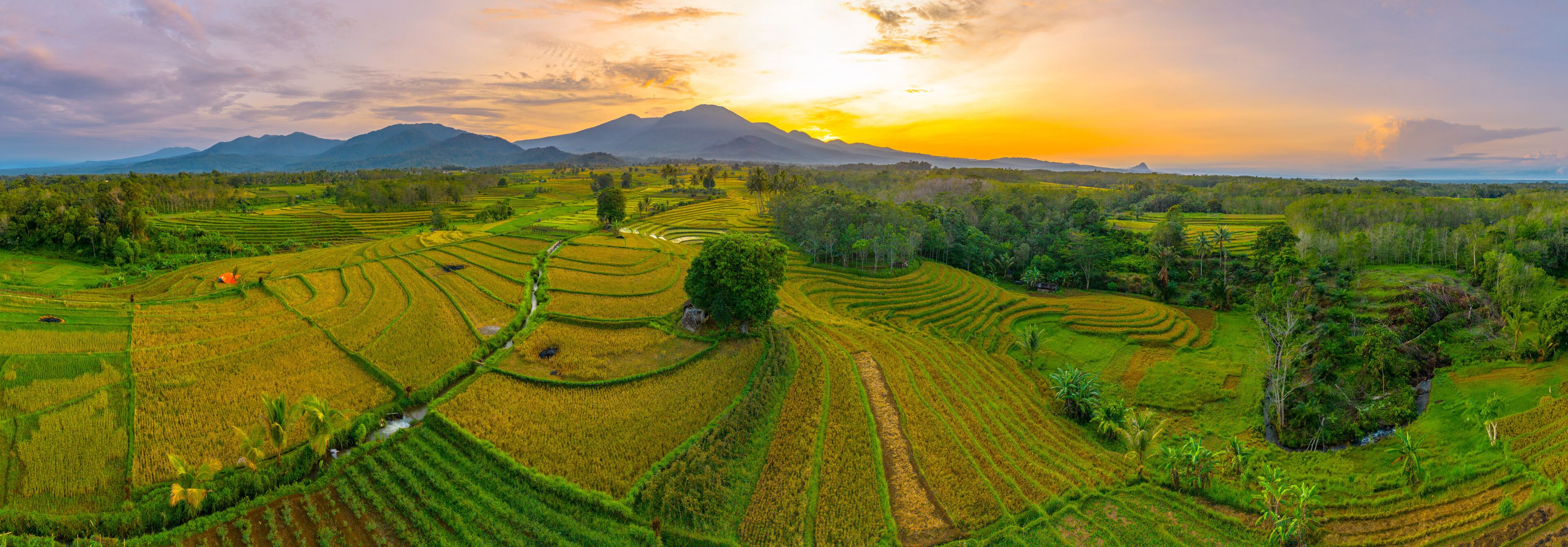 Terraced rice fields, a mountain range, and a sunset.