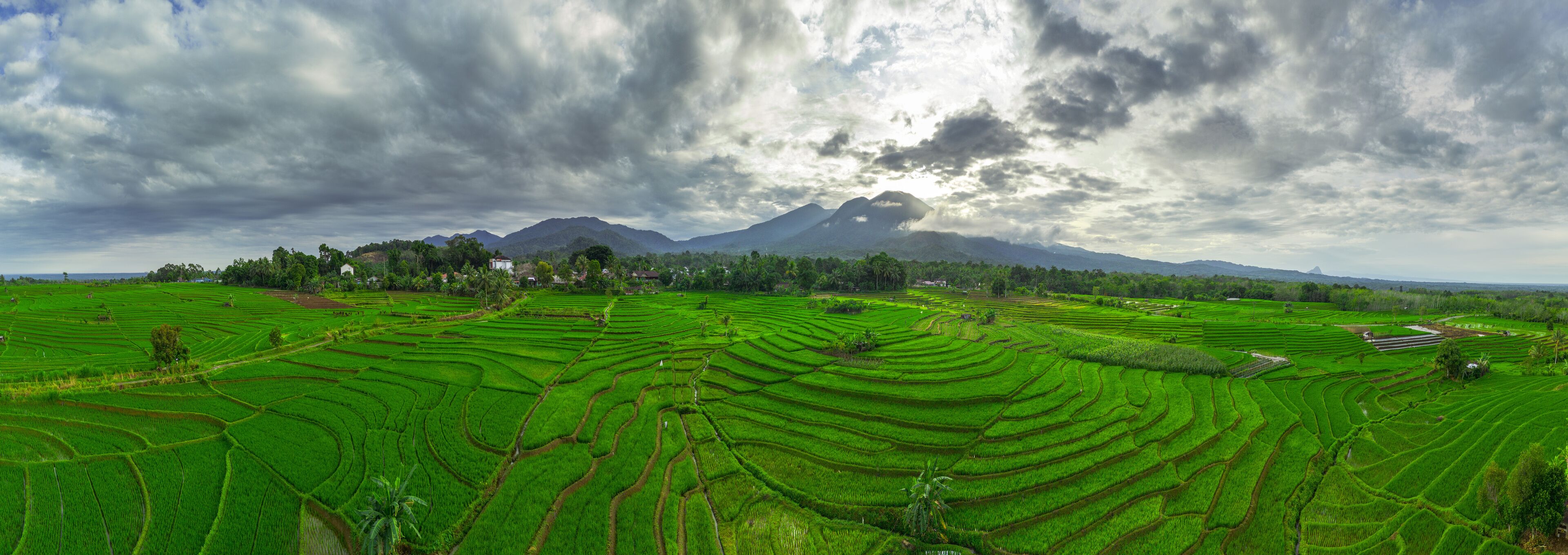 Beautiful morning view indonesia panorama landscape paddy fields with beauty color and sky natural light