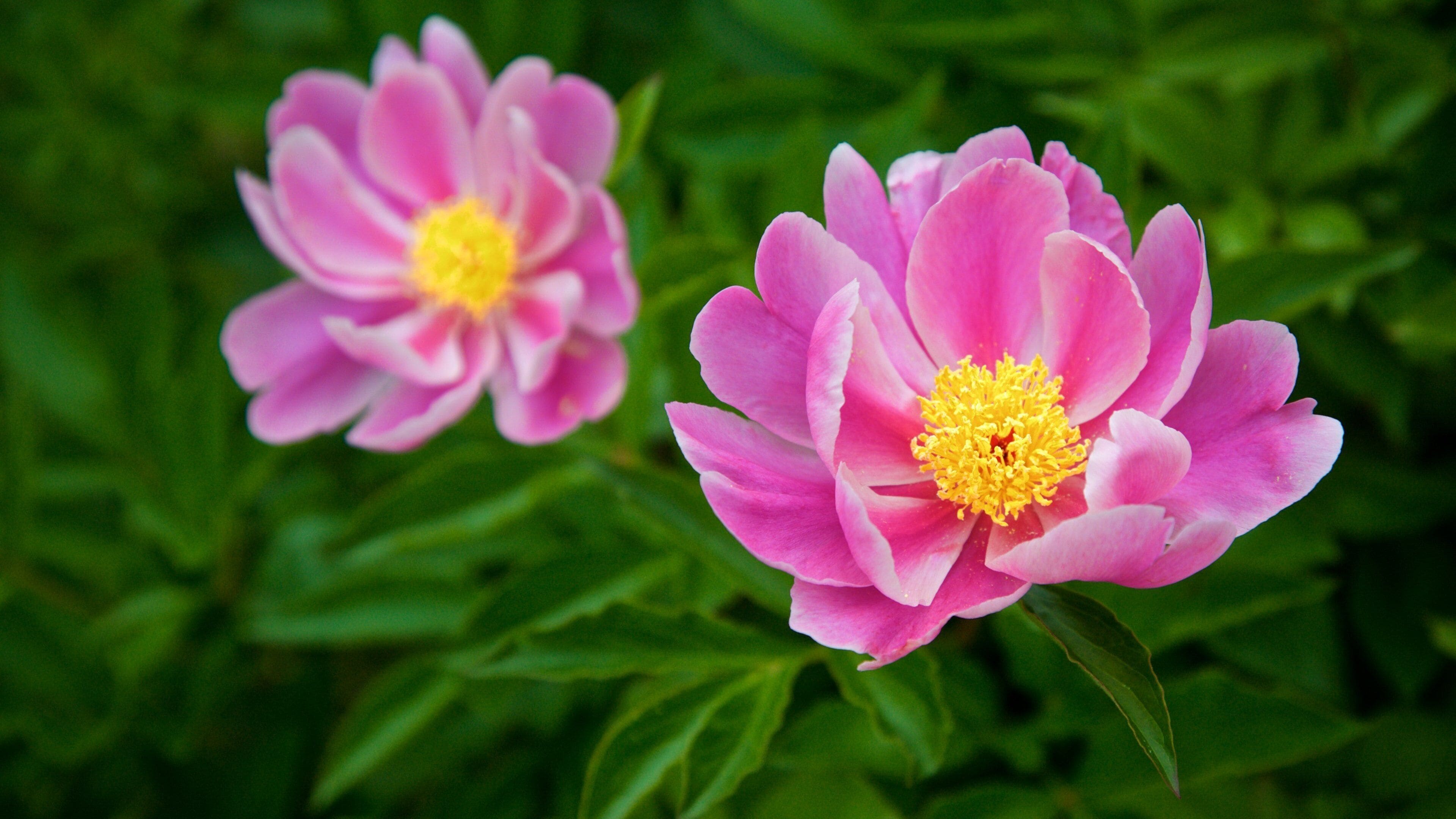 Seoul National University featuring wildflowers