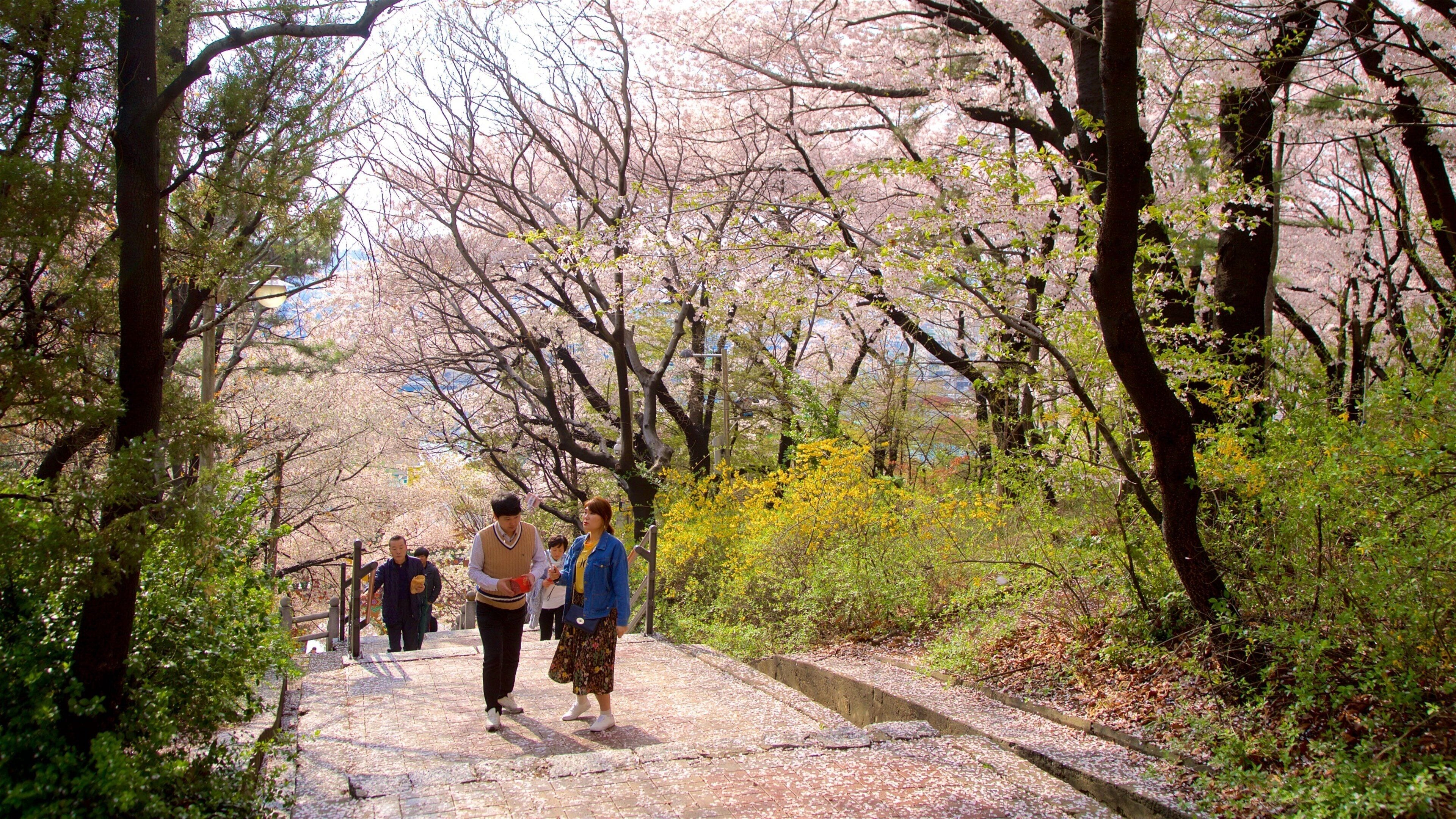 A pathway lined with cherry blossoms and trees, with people walking.