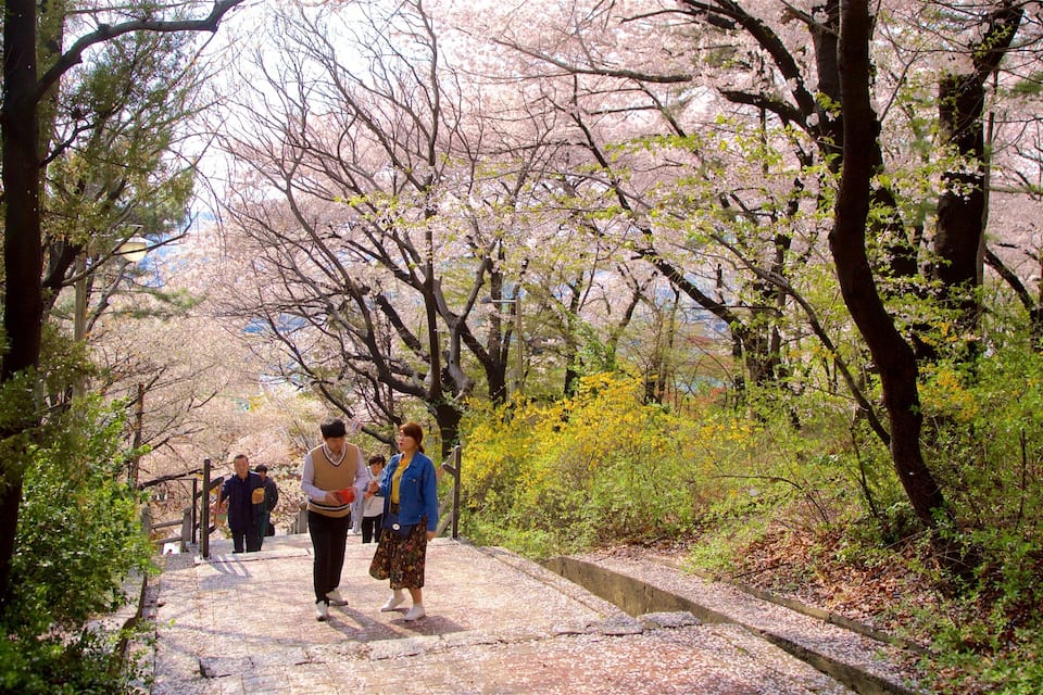 A pathway lined with cherry blossoms and trees, with people walking.