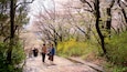 A pathway lined with cherry blossoms and trees, with people walking.