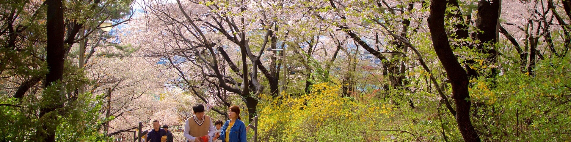 Un sendero bordeado de cerezos y árboles, con gente caminando.