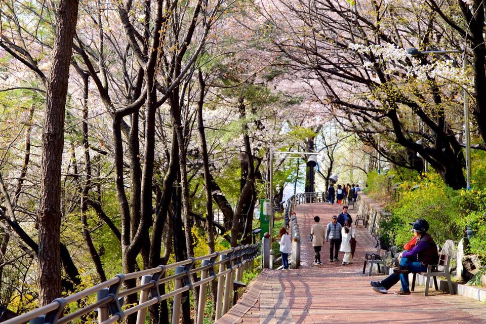 A cherry blossom-lined pathway with people walking and sitting on benches.