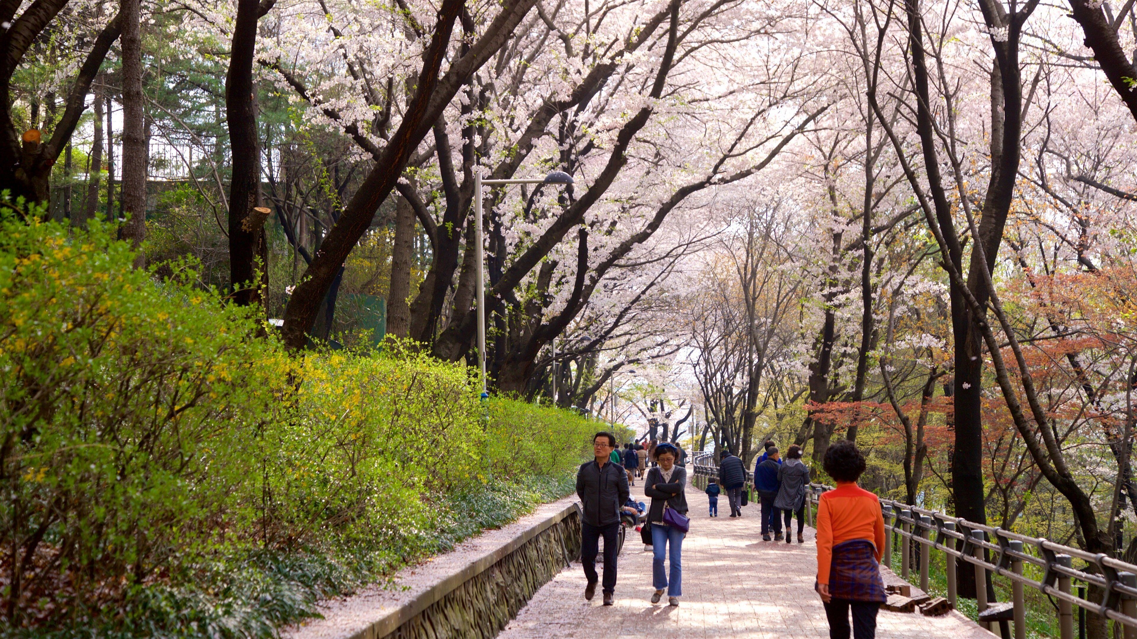 Jayu Park som inkluderar blommor och en trädgård såväl som ett par