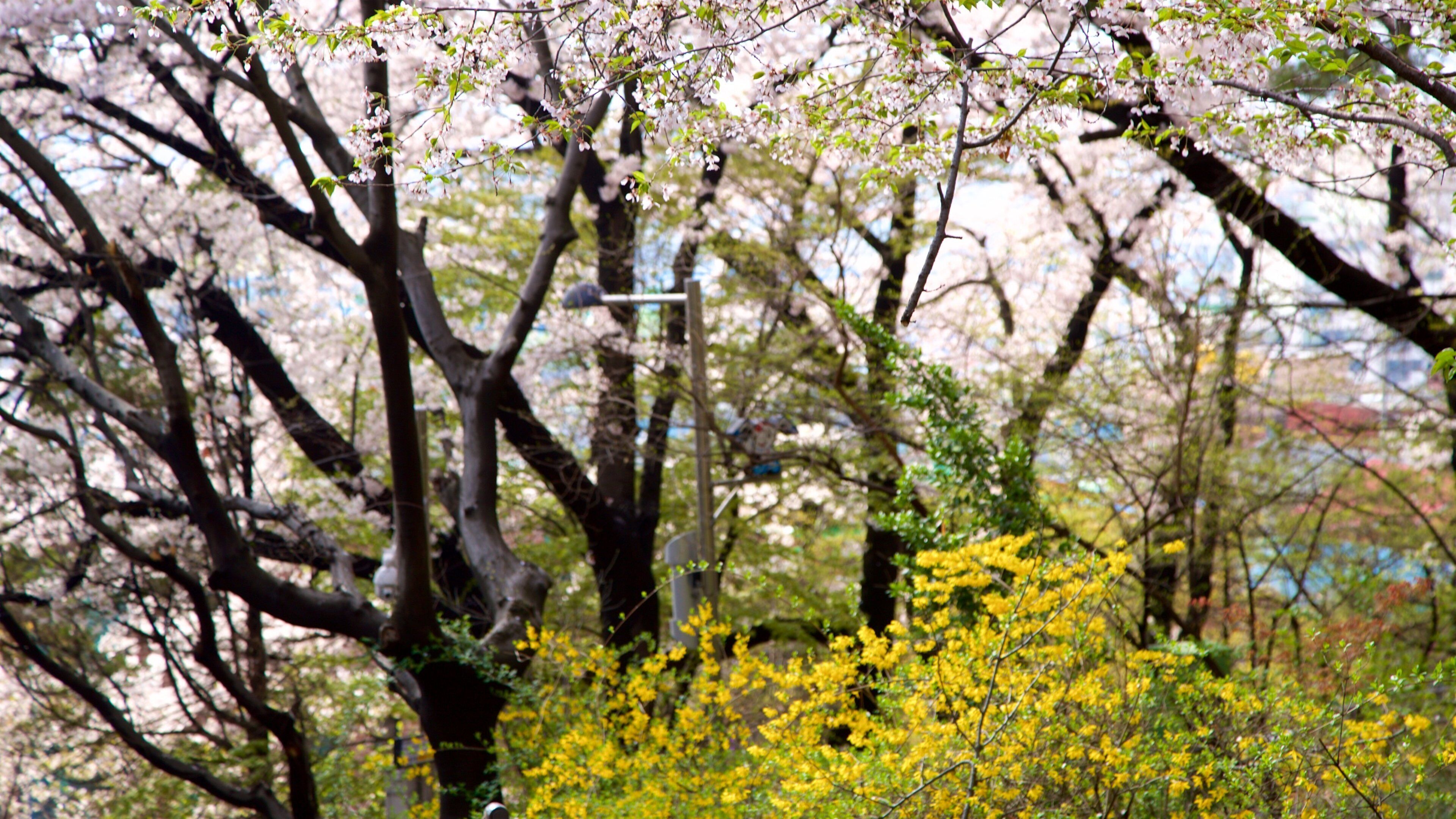 Jayu Park som visar blommor och en trädgård