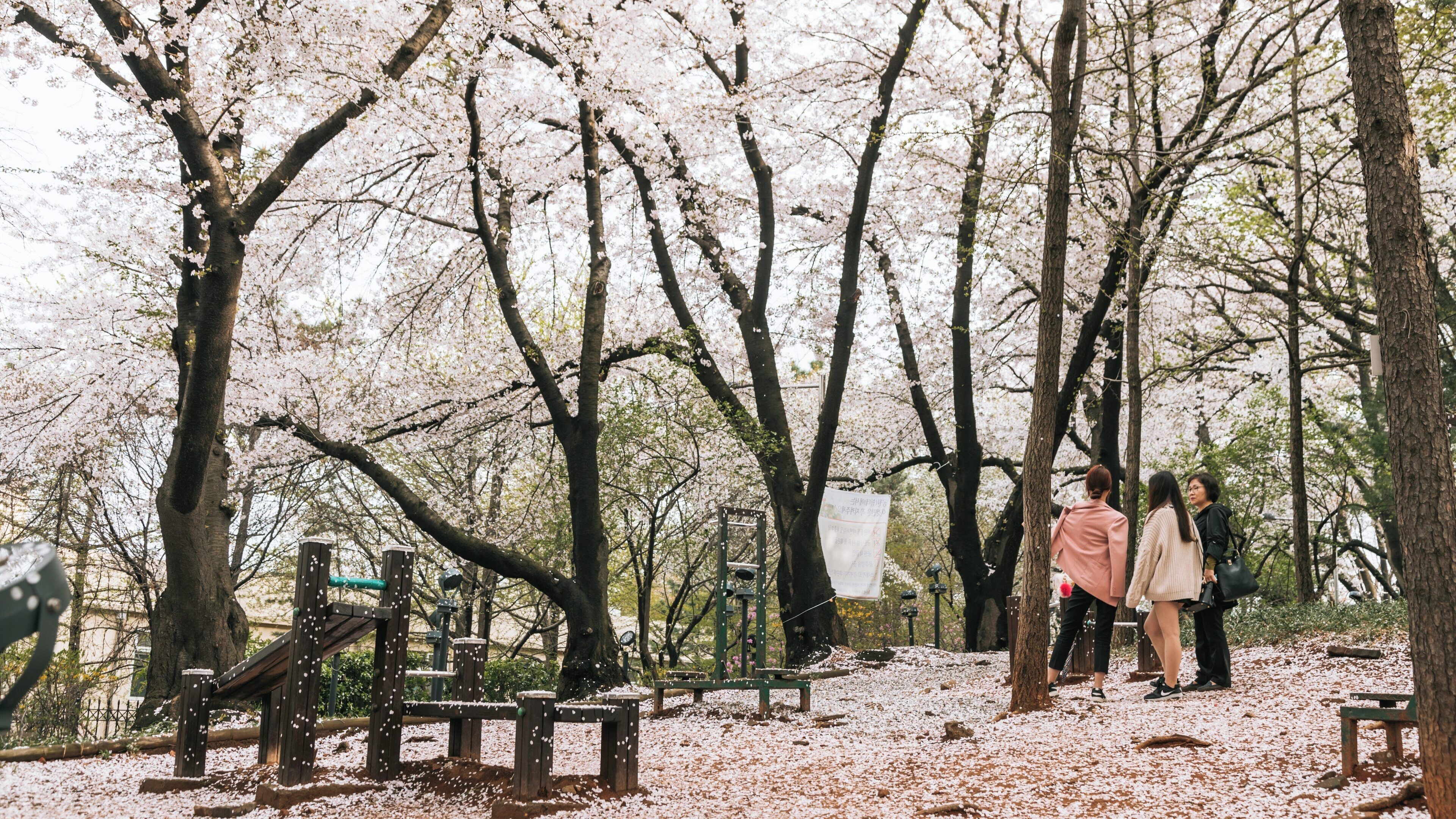 Springtime blossoms attract visitors to Jayu Park in Jung-gu, Incheon, South Korea, creating a picturesque atmosphere for relaxation and enjoyment