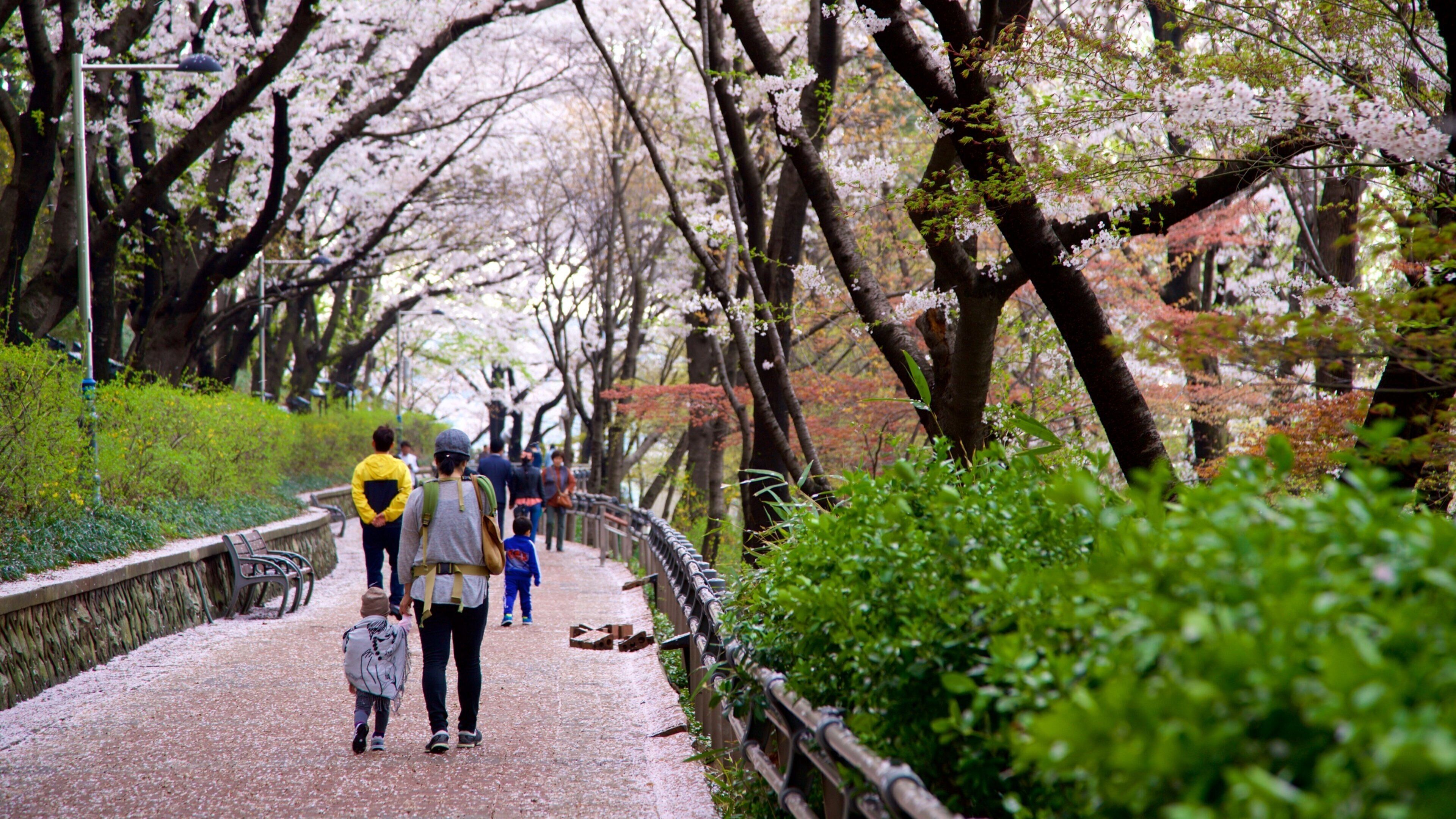 Jayu Park presenterar blommor och en park såväl som en familj