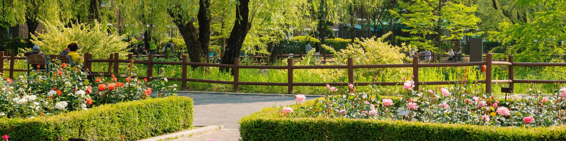 Spring of Boramae park in Seoul, Korea