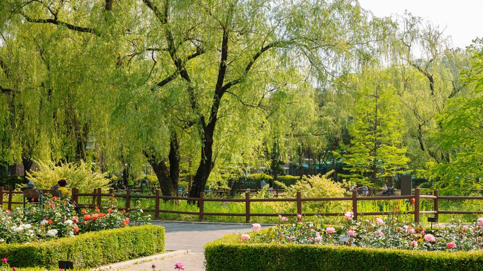 Spring of Boramae park in Seoul, Korea