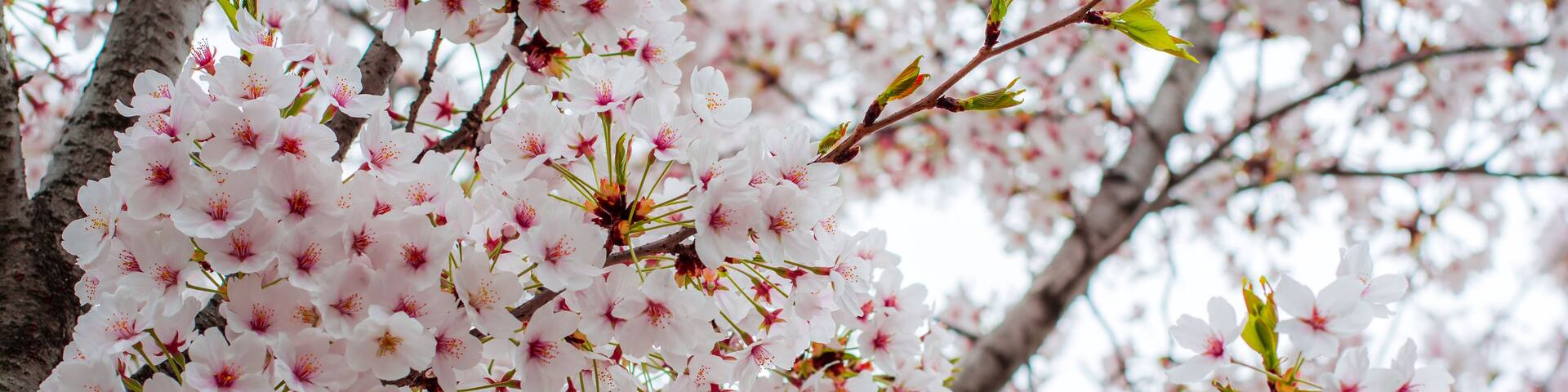 cherry blossom ,Yeouido Park, in south korea; Shutterstock ID 473419843