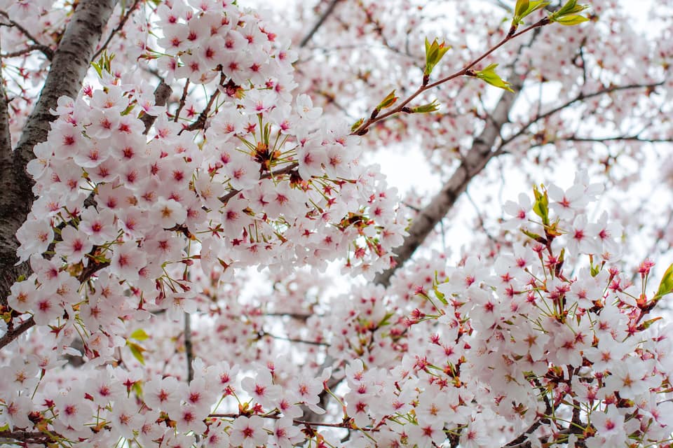 Un dens conjunt de flors de cirera rosades sobre un arbre.