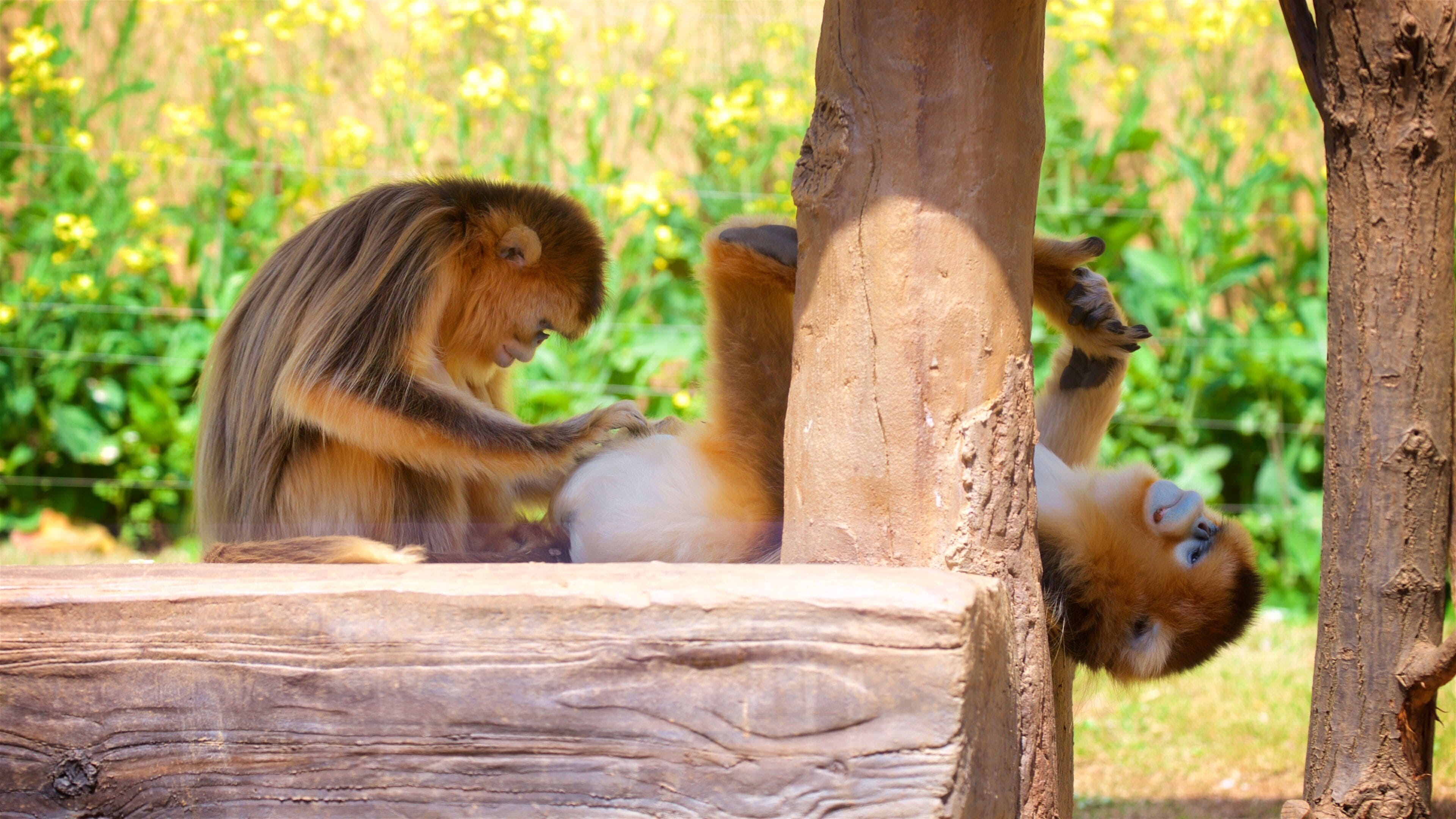 Everland showing zoo animals and cuddly or friendly animals