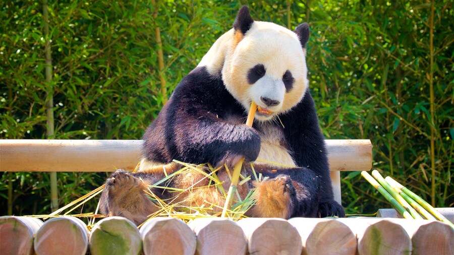 Everland que incluye animales del zoológico y animales terrestres