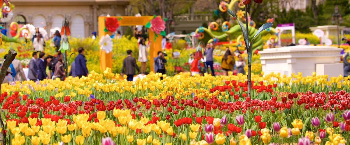 Everland mostrando flores, passeios e flores silvestres