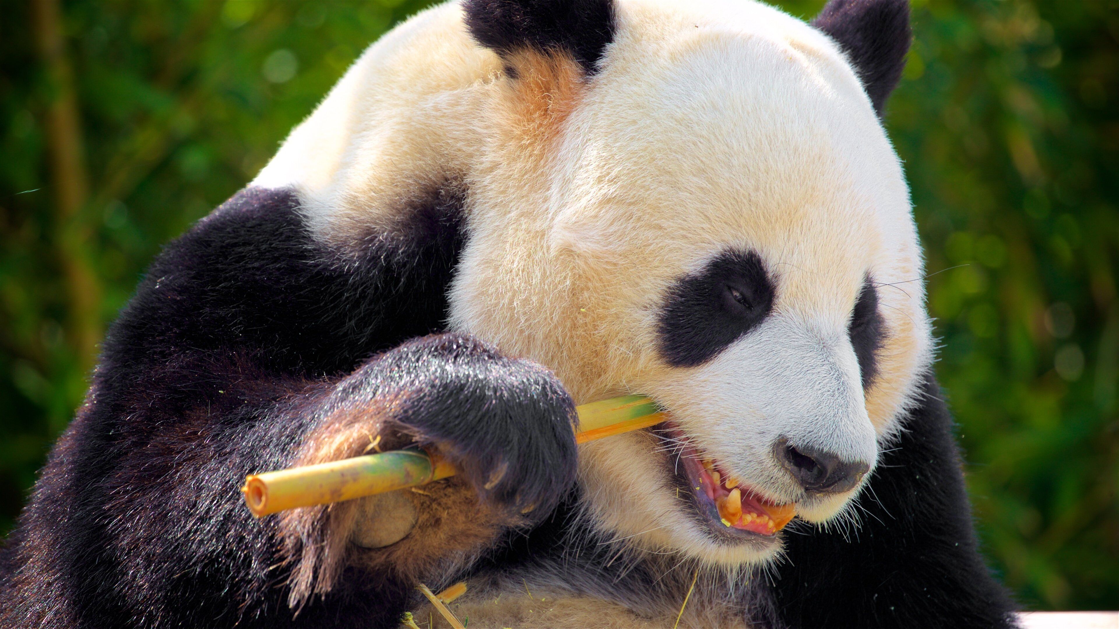 Everland mostrando animales terrestres y animales del zoológico