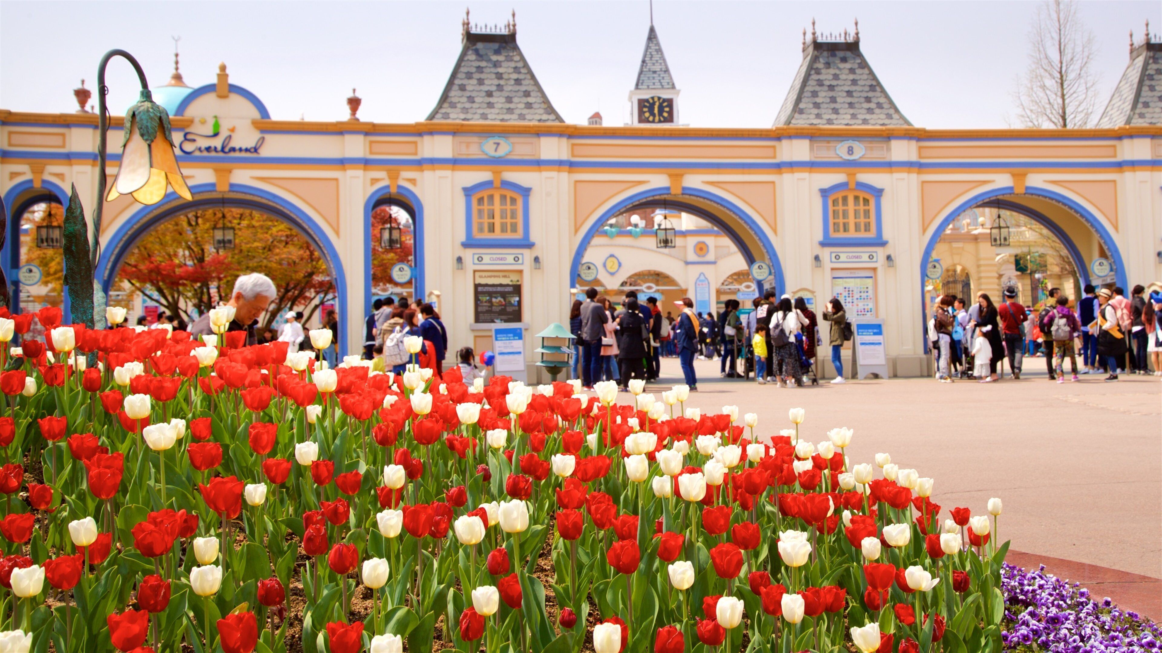 Everland featuring flowers, rides and wildflowers