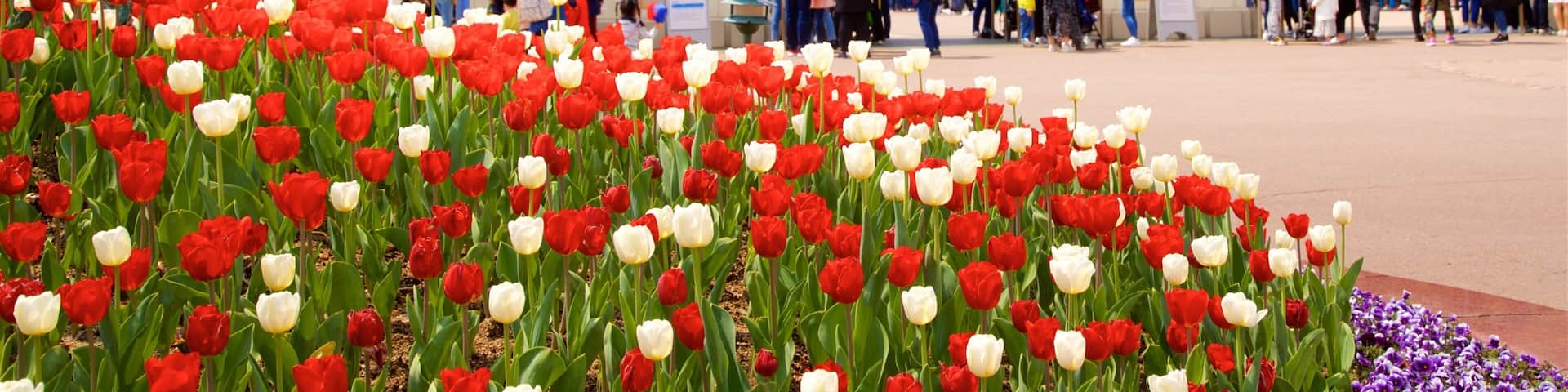 A park with red and white tulips, a building with blue arches, and people in the background.