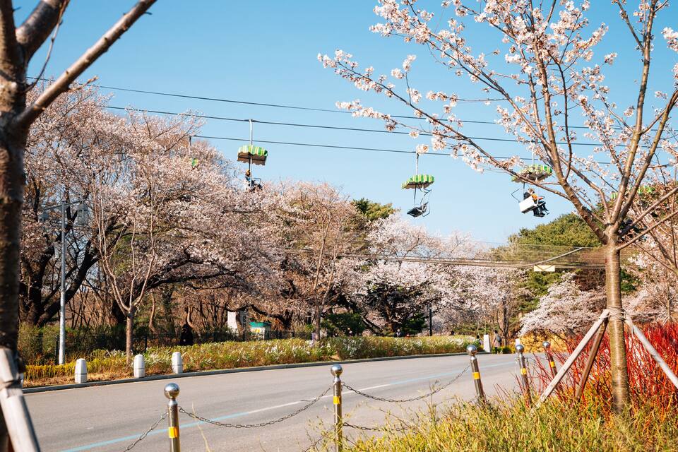 A road lined with cherry blossom trees and a cable car system.