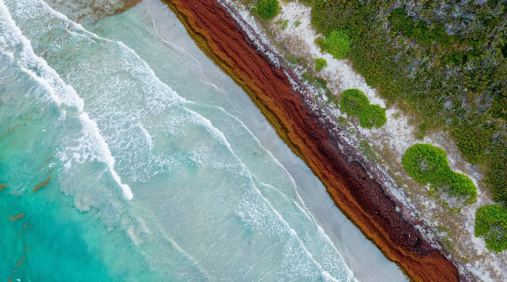 Turtle Beach which includes general coastal views