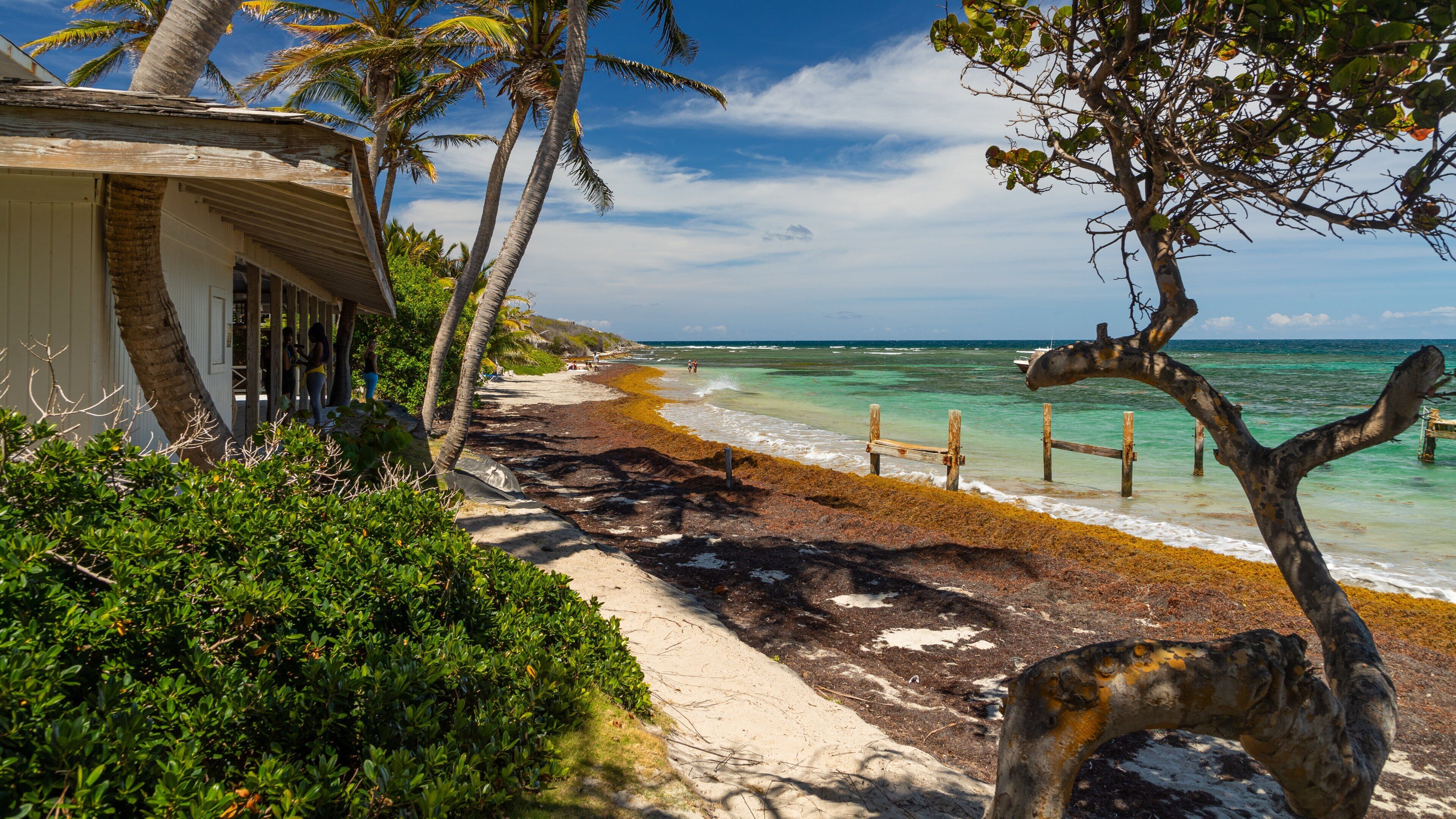 Turtle Beach featuring general coastal views, tropical scenes and a sandy beach