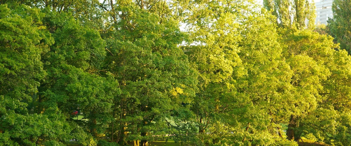 A riverbank with dense green trees and a stone wall.