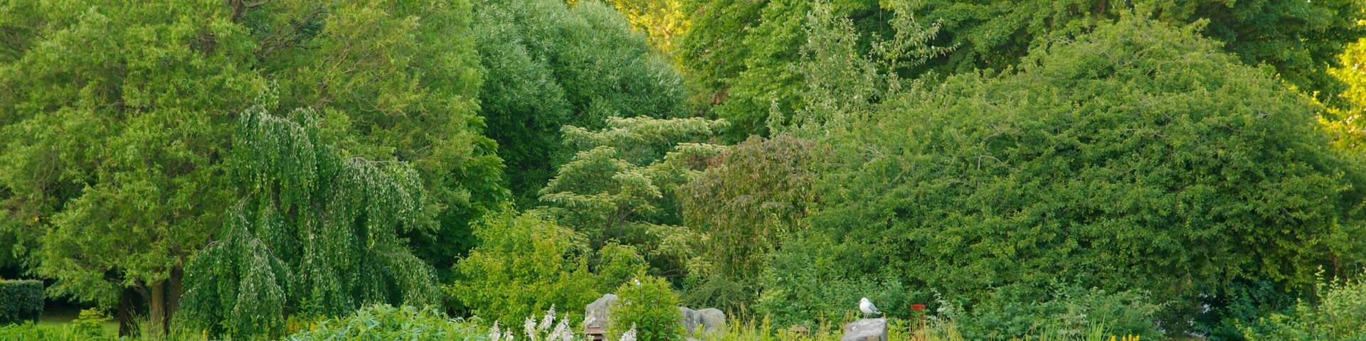 A pond surrounded by lush greenery and rocks.