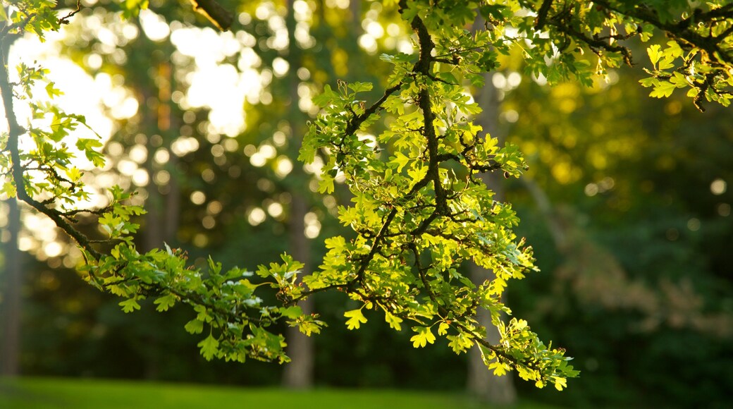 Kungsparken which includes a garden