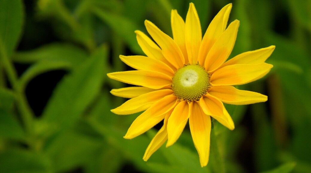 Botaniska Trädgården som viser blomster