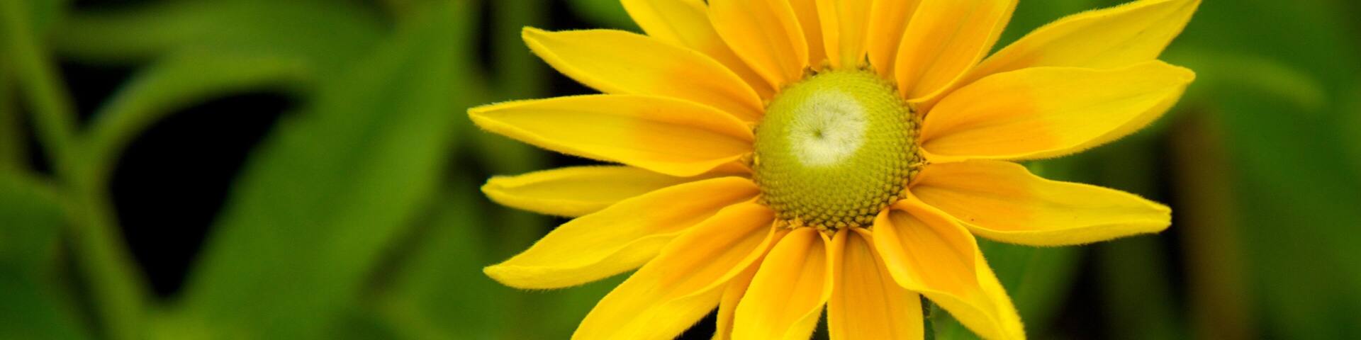 Botanic Gardens which includes flowers