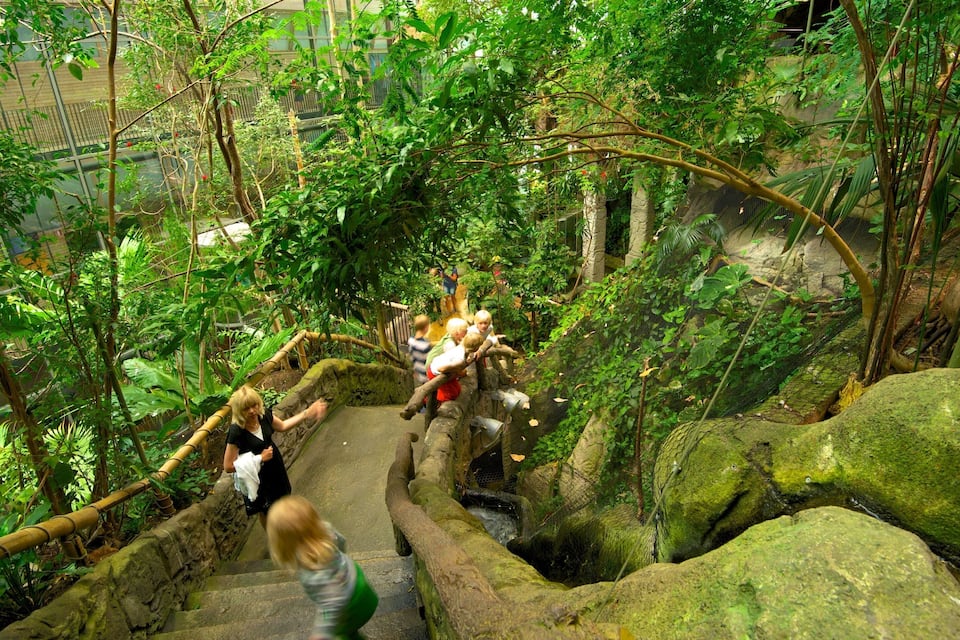 A jungle-like environment with a stone staircase surrounded by dense foliage and large rocks.