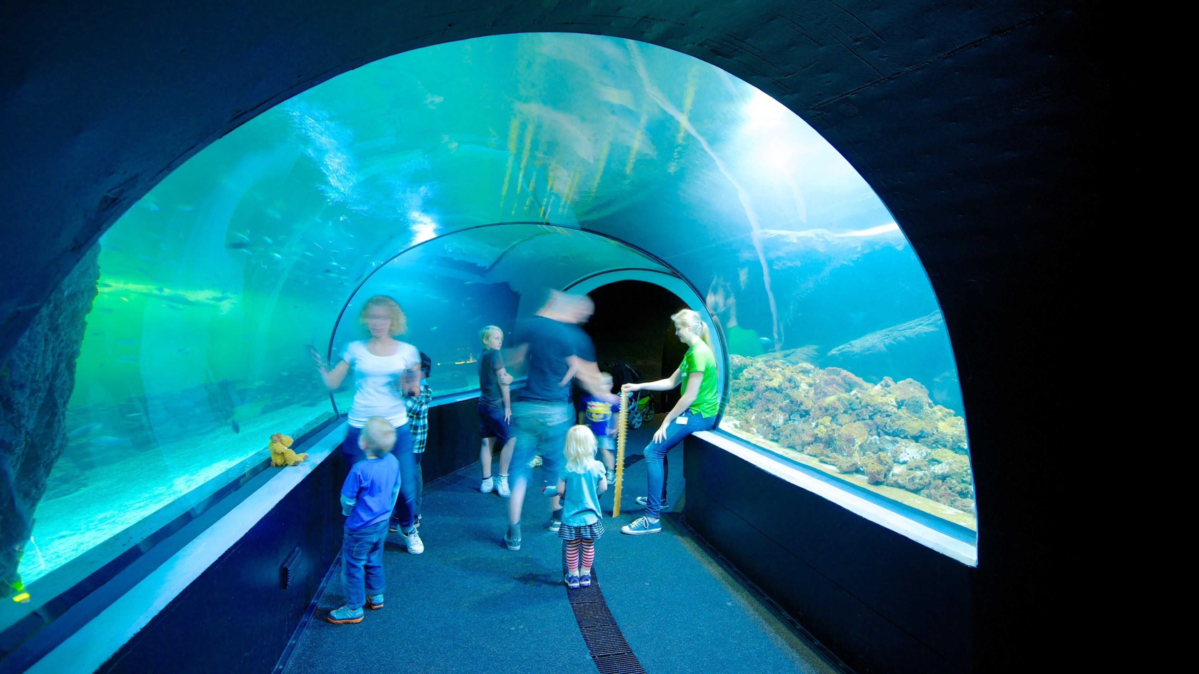 Universeum johon kuuluu sisäkuvat ja merielämä sekä perhe