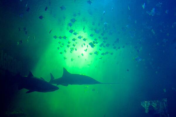Universeum showing marine life
