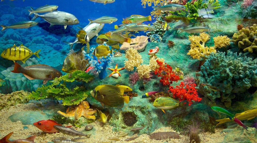 National Taiwan Museum featuring marine life, interior views and colorful reefs