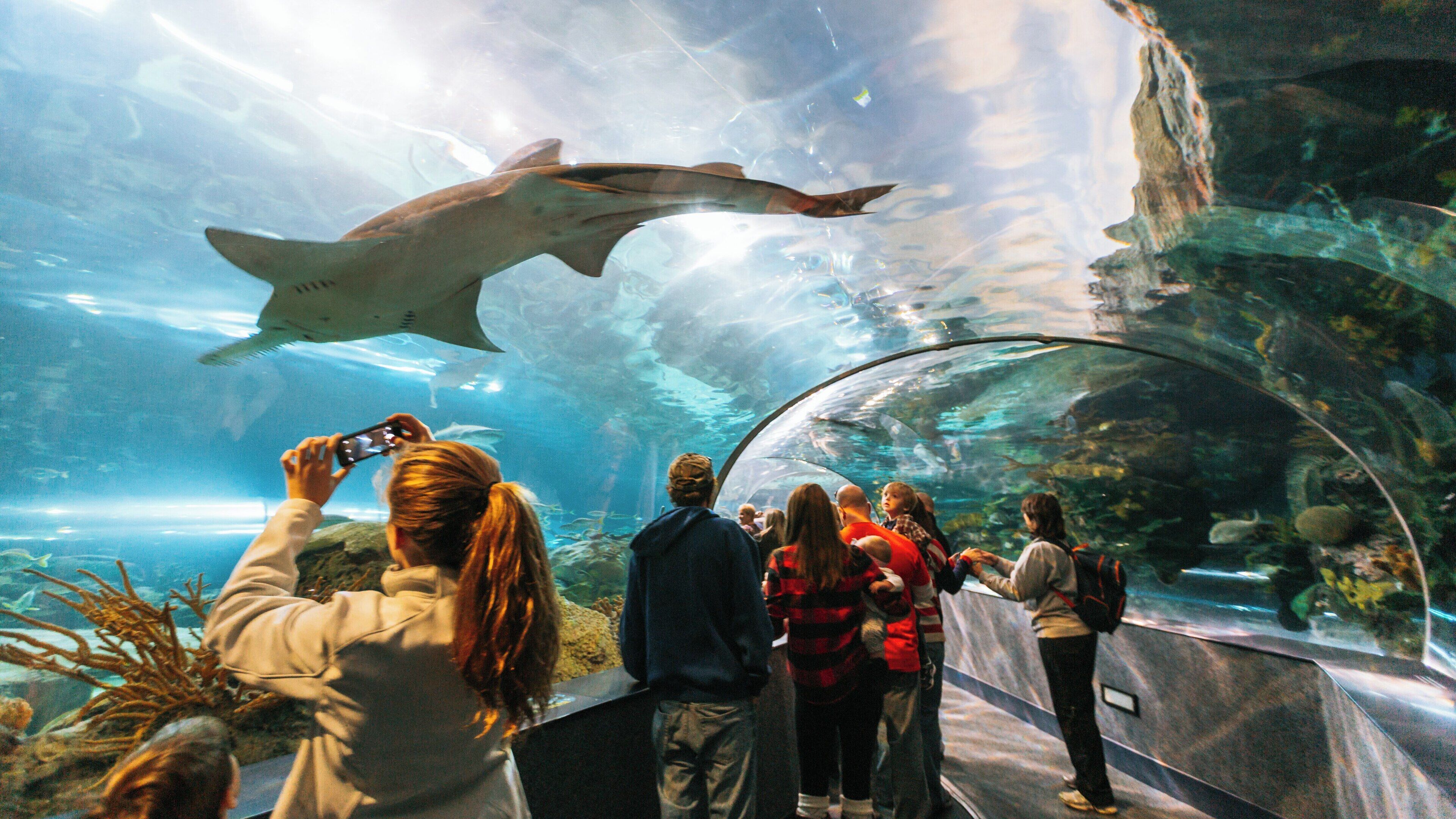 Visitors admire marine life at Ripley's Aquarium of the Smokies in Downtown Gatlinburg, Tennessee during a fun family outing