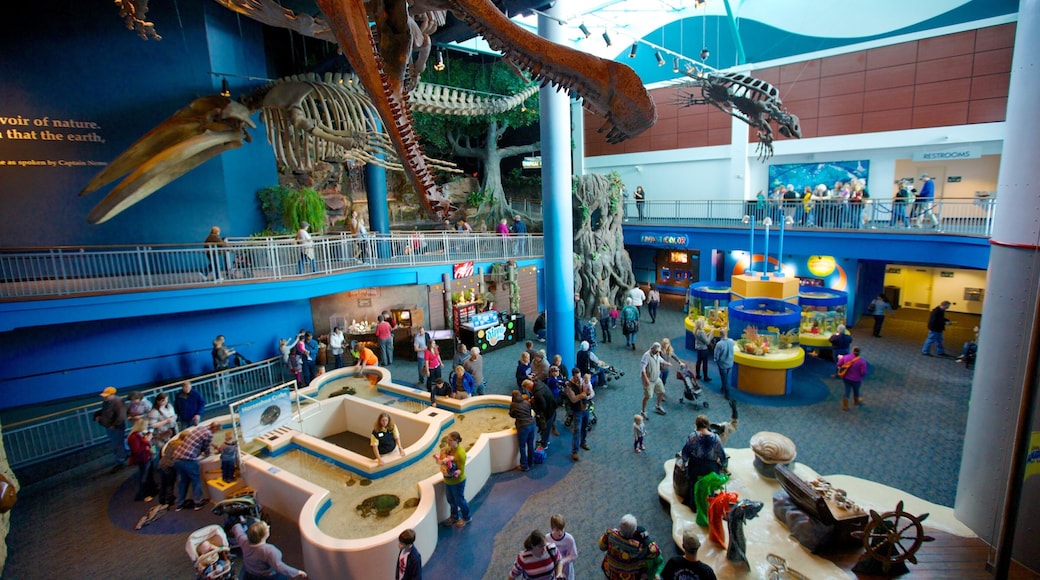 Ripley\'s Aquarium of the Smokies featuring interior views and marine life as well as a large group of people