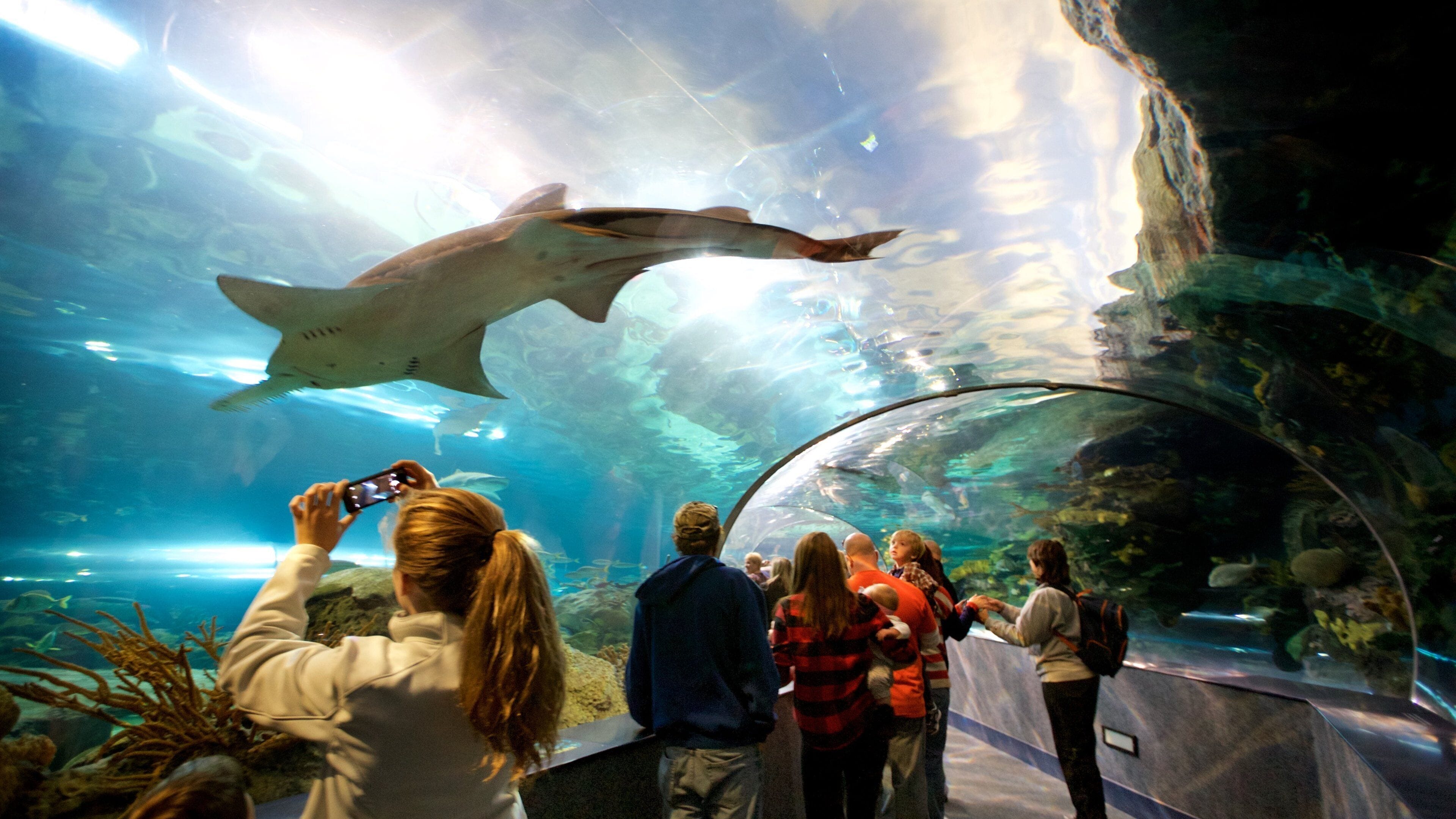 Ripley\'s Aquarium of the Smokies showing dangerous animals, marine life and interior views