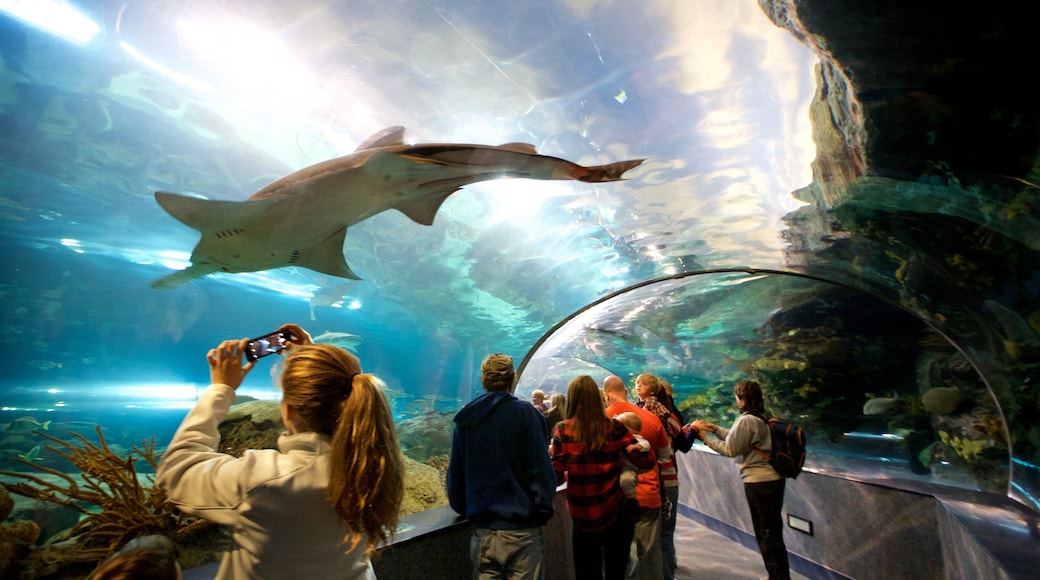 Ripley\'s Aquarium of the Smokies showing dangerous animals, marine life and interior views