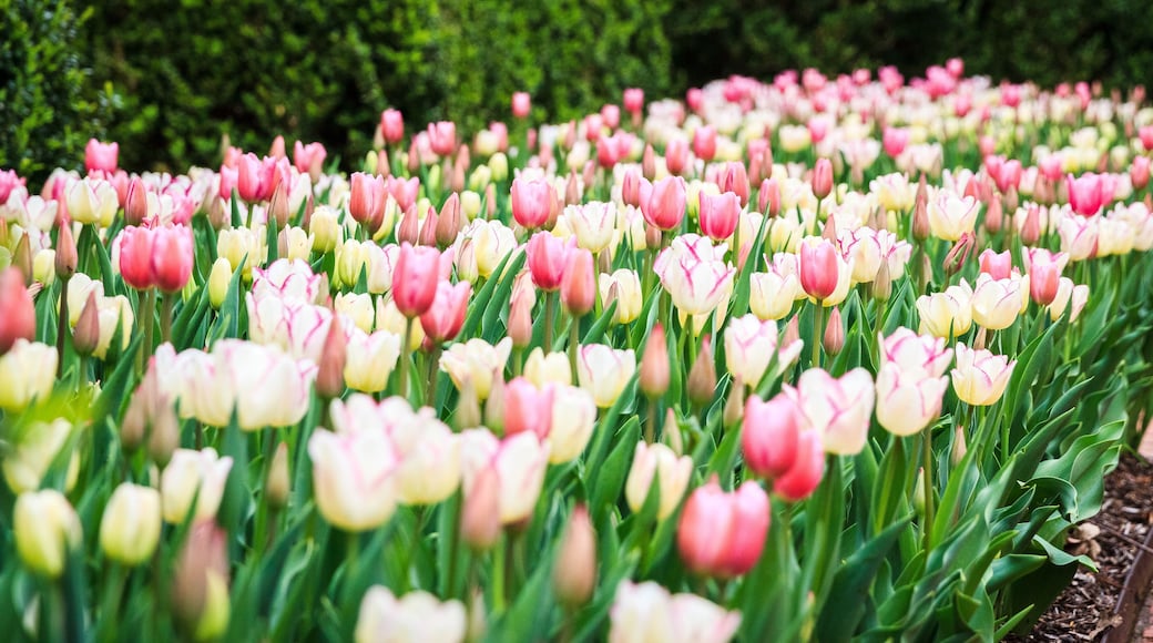 Tulips_Red-White-Purple_4