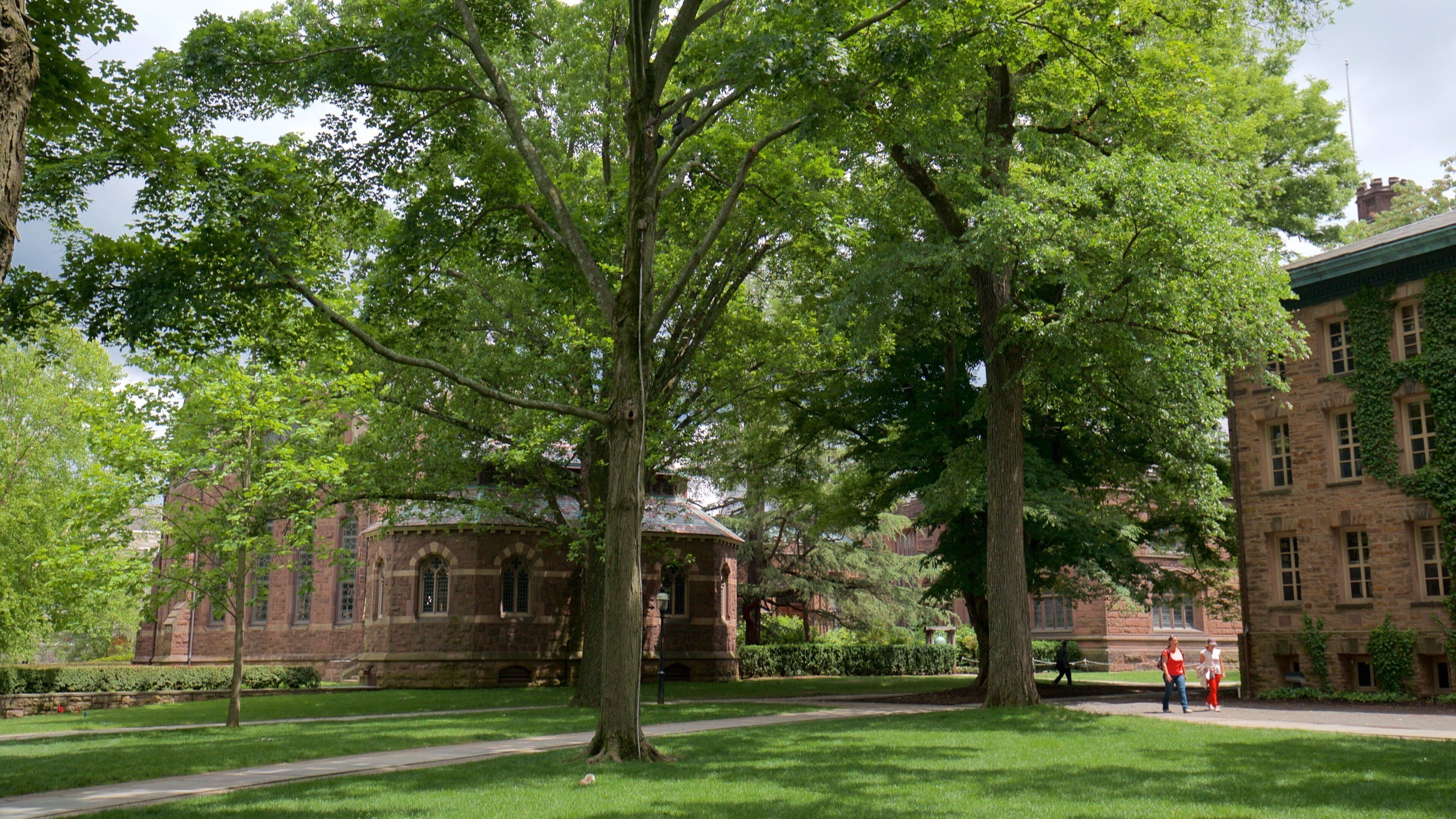 A historic building with a large tree in front.