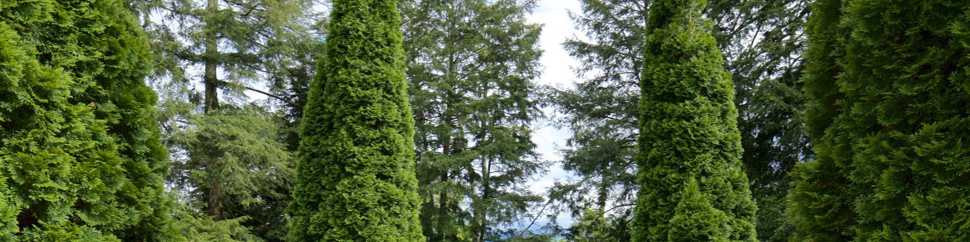 A formal garden with tall, manicured trees, a central statue, and well-maintained flower beds.