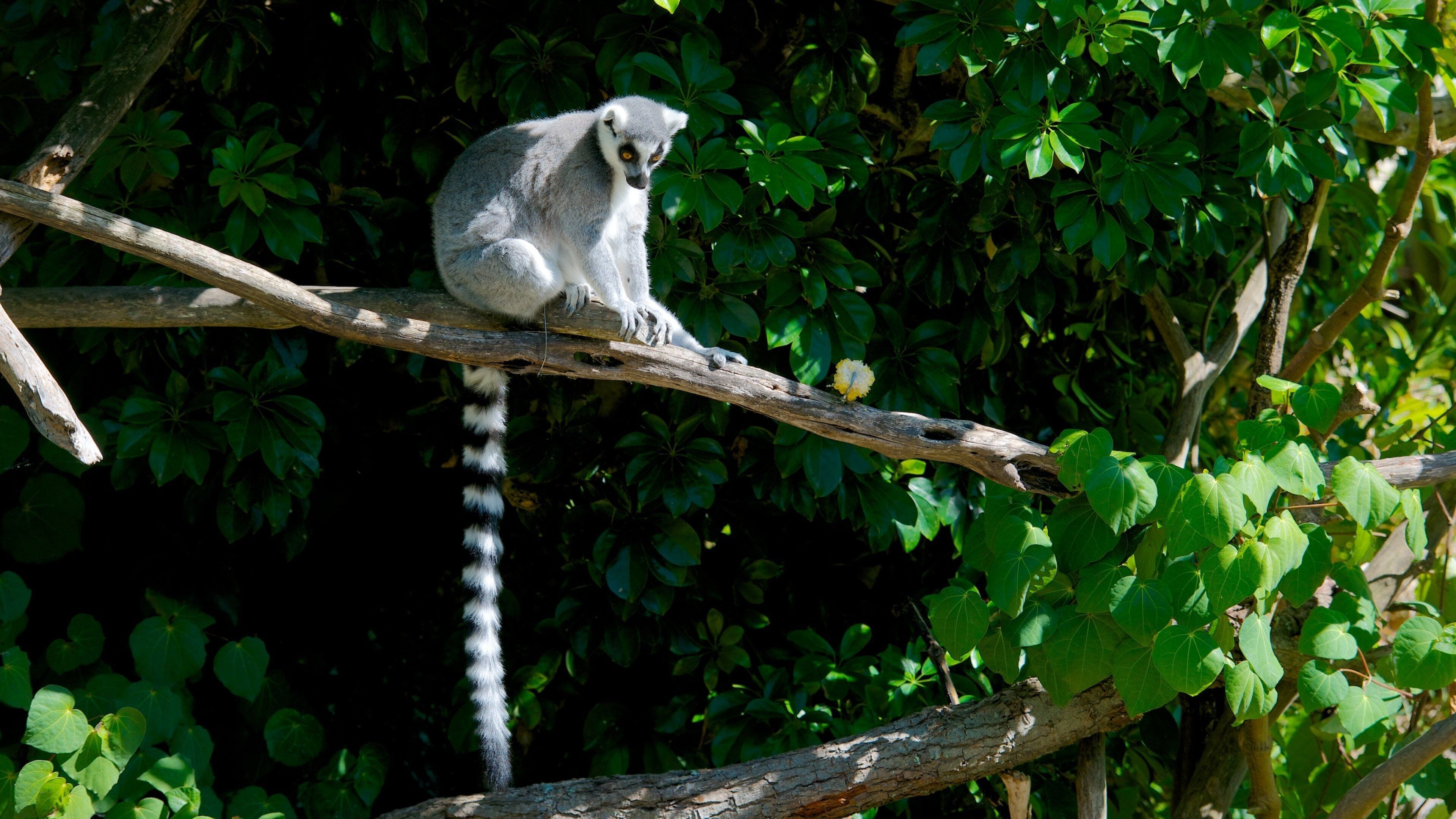 Un lémurien assis sur une branche, entouré d’un feuillage verdoyant.