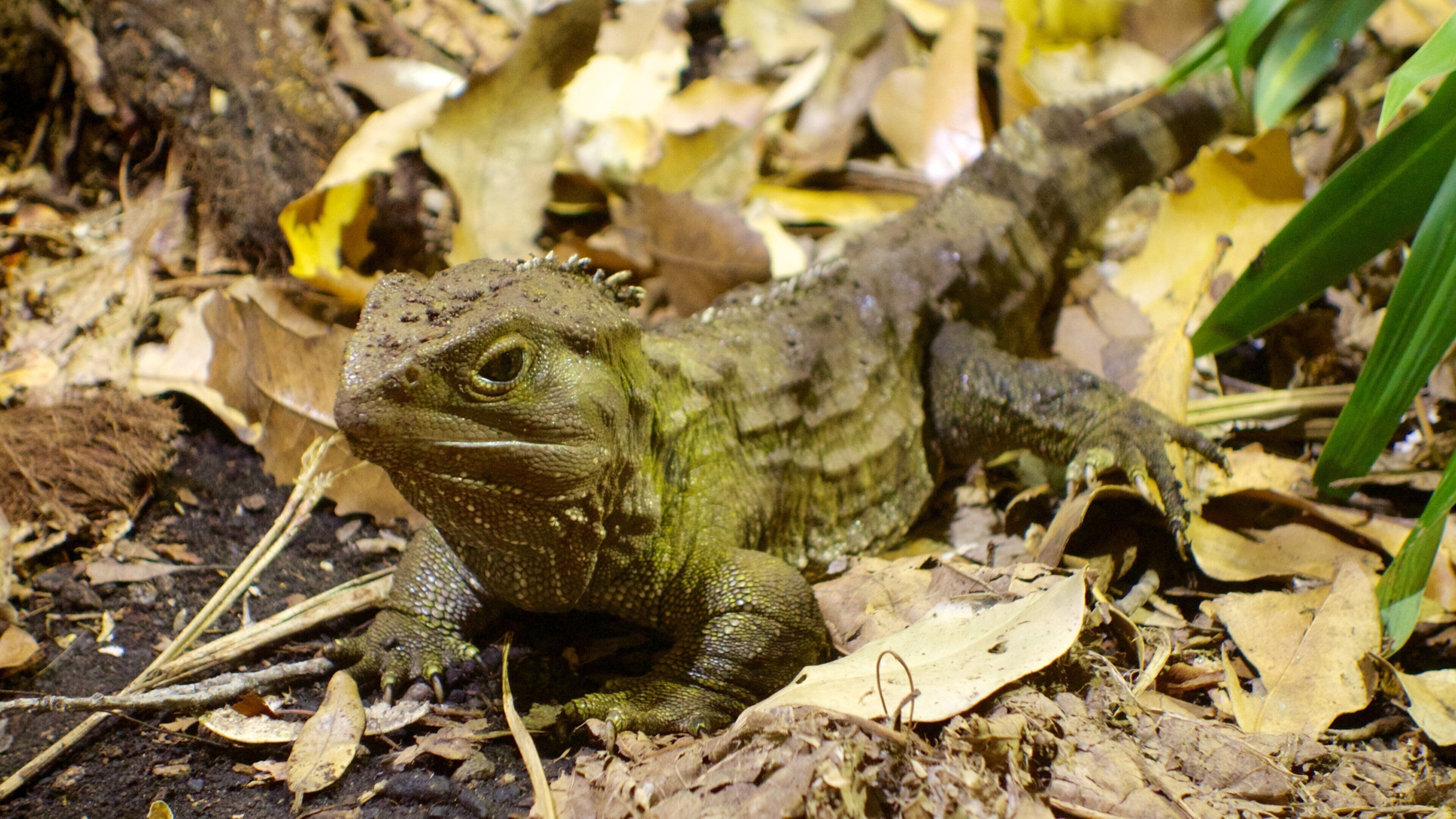 Auckland Zoo which includes zoo animals and animals