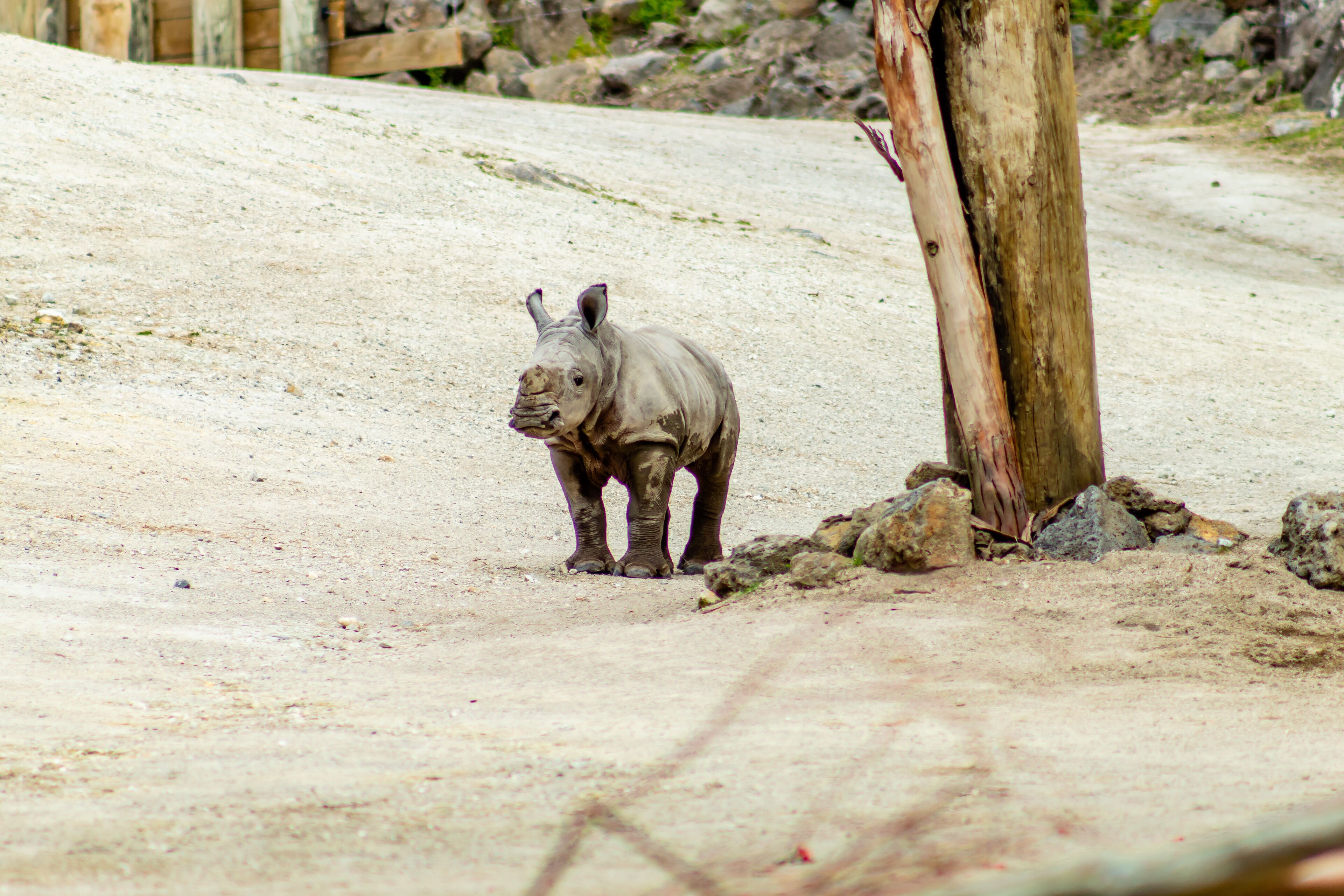 Baby white rhino plays in it's yard. Auckland Zoo, Auckland, New Zealand